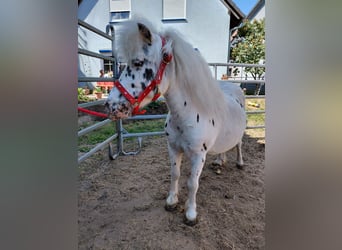 Shetland Ponies, Mare, 11 years, 10,2 hh, Leopard-Piebald