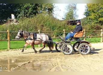 Shetland Ponies Mix, Mare, 11 years, 11,1 hh, Leopard-Piebald