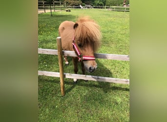 Shetland Ponies, Mare, 11 years, 7.2 hh, Chestnut-Red