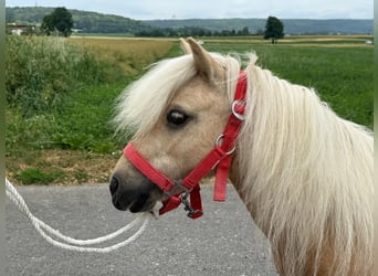 Shetland Ponies, Mare, 11 years, 7,3 hh, Palomino