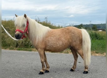 Shetland Ponies, Mare, 11 years, 7,3 hh, Palomino
