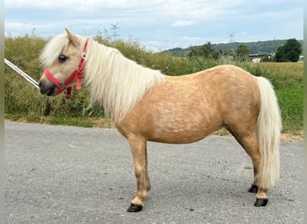 Shetland Ponies, Mare, 11 years, 7,3 hh, Palomino