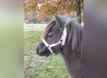 Shetland Ponies, Mare, 11 years, 8.1 hh, Pinto