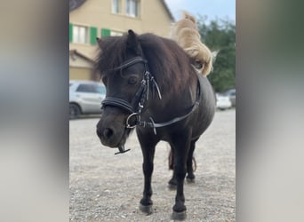 Shetland Ponies Mix, Mare, 11 years, 8.3 hh, Black