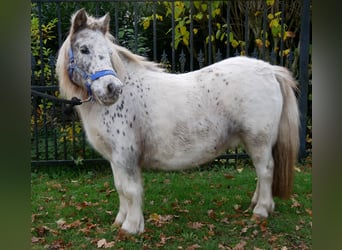 Shetland Ponies, Mare, 11 years, 8.3 hh