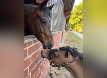 Shetland Ponies, Mare, 11 years, 8,2 hh, Brown
