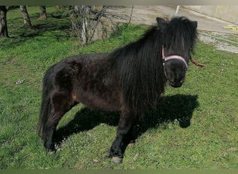 Shetland Ponies, Mare, 11 years, 9.1 hh, Black
