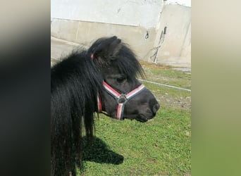 Shetland Ponies, Mare, 11 years, 9.1 hh, Black