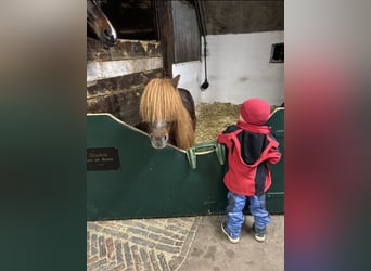 Shetland Ponies, Mare, 11 years, 9.2 hh, Chestnut-Red
