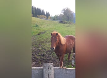 Shetland Ponies Mix, Mare, 11 years, 9,2 hh, Chestnut-Red