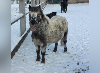 Shetland Ponies, Mare, 11 years, 9.2 hh, Overo-all-colors