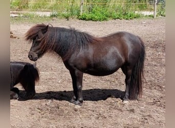 Shetland Ponies, Mare, 11 years, 9 hh, Black