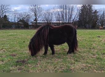 Shetland Ponies, Mare, 11 years, 9 hh, Black