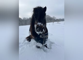 Shetland Ponies, Mare, 11 years, 9 hh, Brown