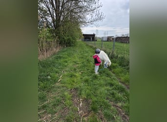 Shetland Ponies, Mare, 11 years, 9 hh, Brown
