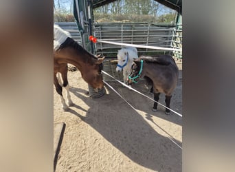 Shetland Ponies, Mare, 11 years, 9 hh, Brown