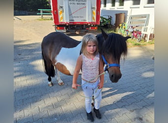 Shetland Ponies, Mare, 12 years, 10 hh, Pinto