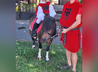 Shetland Ponies, Mare, 12 years, 10 hh, Pinto