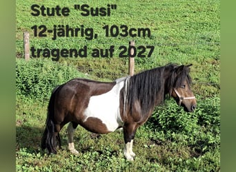 Shetland Ponies, Mare, 12 years, 10 hh, Pinto