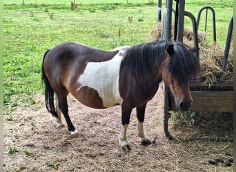 Shetland Ponies, Mare, 12 years, 10 hh, Pinto