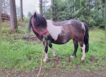 Shetland Ponies, Mare, 12 years, 10 hh, Pinto