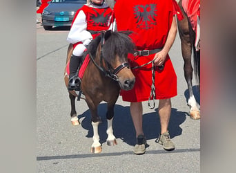 Shetland Ponies, Mare, 12 years, 10 hh, Pinto