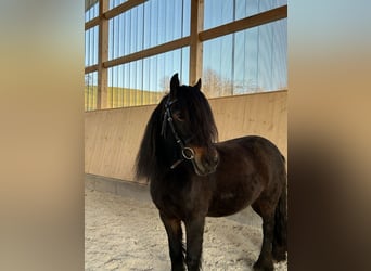 Shetland Ponies Mix, Mare, 12 years, 11.1 hh, Brown