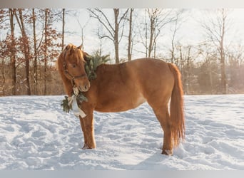 Shetland Ponies, Mare, 12 years, 12 hh, Chestnut