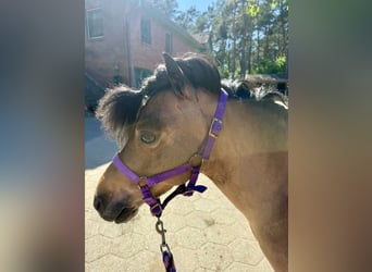 Shetland Ponies, Mare, 12 years, 8.2 hh, Brown