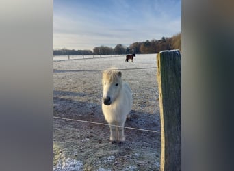 Shetland Ponies, Mare, 12 years, 8.3 hh, Gray