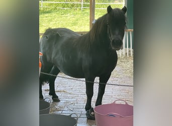 Shetland Ponies, Mare, 12 years, 9.1 hh, Black