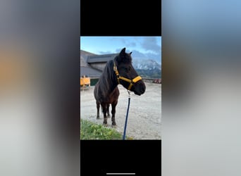 Shetland Ponies Mix, Mare, 13 years, 10,2 hh, Black