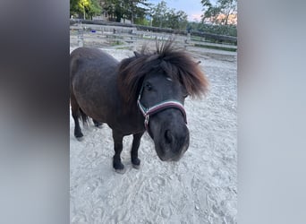 Shetland Ponies, Mare, 13 years, 10,2 hh, Black