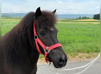 Shetland Ponies, Mare, 13 years, 10,2 hh, Black