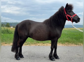 Shetland Ponies, Mare, 13 years, 10,2 hh, Black