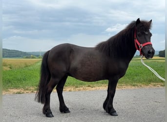 Shetland Ponies, Mare, 13 years, 10,2 hh, Black