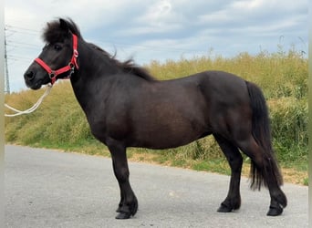 Shetland Ponies, Mare, 13 years, 10,2 hh, Black