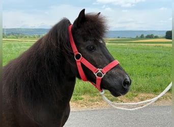 Shetland Ponies, Mare, 13 years, 10,2 hh, Black