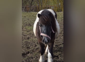 Shetland Ponies, Mare, 13 years, 11,1 hh, Pinto