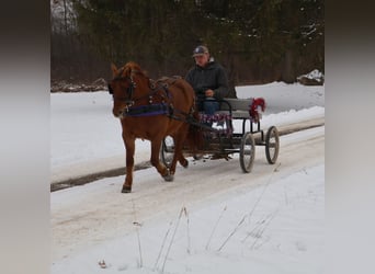 Shetland Ponies, Mare, 13 years, 12 hh