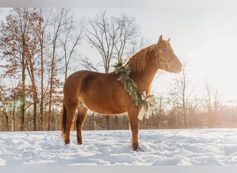 Shetland Ponies, Mare, 13 years, 12 hh