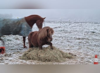 Shetland Ponies, Mare, 13 years, 9.2 hh, Chestnut-Red