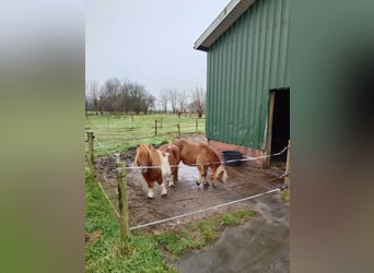 Shetland Ponies, Mare, 13 years, 9,2 hh, Chestnut-Red