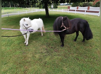 Shetland Ponies, Mare, 13 years, 9.2 hh, Gray
