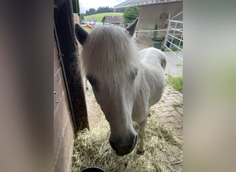 Shetland Ponies, Mare, 13 years, 9.2 hh, Gray