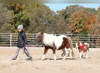 Shetland Ponies, Mare, 13 years, 9 hh, Pinto