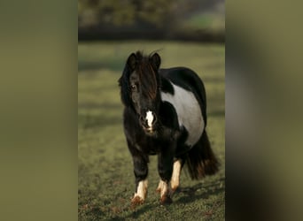 Shetland Ponies, Mare, 13 years, 9,1 hh, Pinto