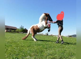 Shetland Ponies Mix, Mare, 14 years, 10,2 hh, Pinto