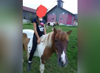 Shetland Ponies Mix, Mare, 14 years, 10,2 hh, Pinto