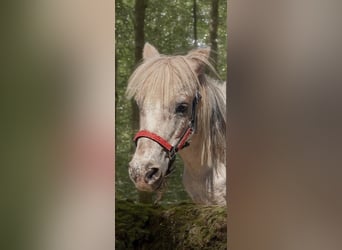 Shetland Ponies, Mare, 14 years, 10 hh, Grey-Fleabitten